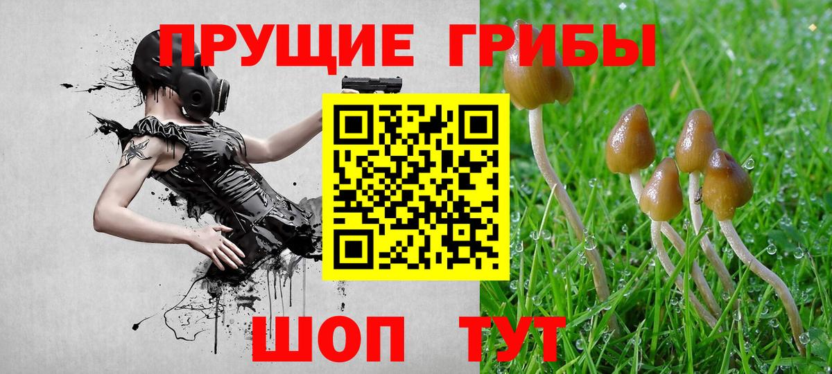 Псилоцибиновые грибы Cubensis  Вход с VPN  Павлово 